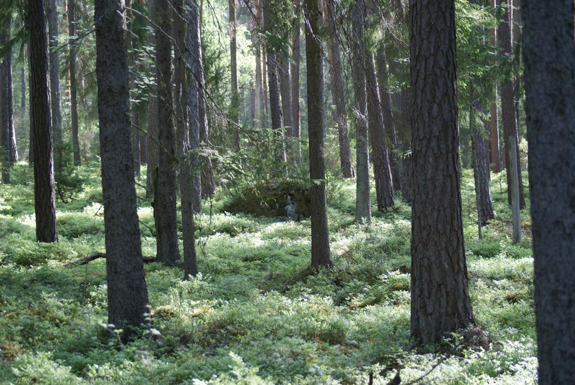 Froeya Timber Cottage Arvika Eksteriør billede
